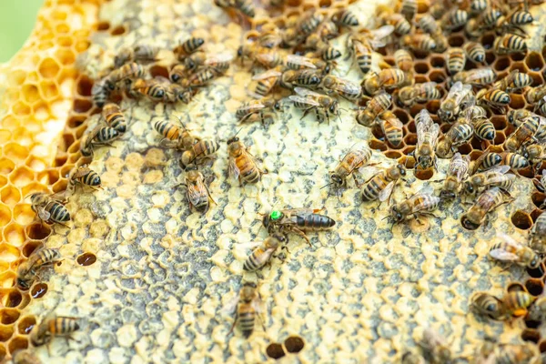 Tribal queen bee on frame with sealed brood. queen bee with green label with number on back. virgin queen sedated and artificially inseminated. Soft focus.