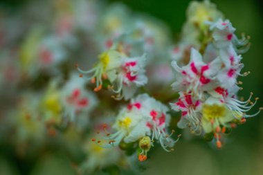 Baharda ağaç at kestanesinde Bud, baharda mütevazı kestane yaprakları. Parlak yeşil yapraklar yaklaşıyor. Telefonda bahar ekran koruyucuları için arka plan. Doğanın yeniden doğuşu. Ağaçlarda açan tomurcuklar.