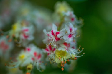 Baharda ağaç at kestanesinde Bud, baharda mütevazı kestane yaprakları. Parlak yeşil yapraklar yaklaşıyor. Telefonda bahar ekran koruyucuları için arka plan. Doğanın yeniden doğuşu. Ağaçlarda açan tomurcuklar.