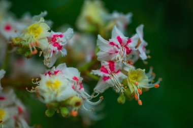 Baharda ağaç at kestanesinde Bud, baharda mütevazı kestane yaprakları. Parlak yeşil yapraklar yaklaşıyor. Telefonda bahar ekran koruyucuları için arka plan. Doğanın yeniden doğuşu. Ağaçlarda açan tomurcuklar.
