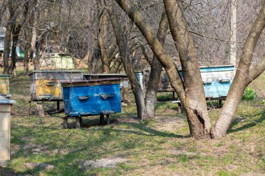 Arı Kovanı Bahar Yönetimi. Arı yetiştiricisi arı kovanını inceliyor ve yaz mevsimi için arı kovanını hazırlıyor. Arı kovanında ilk bahar işe yarar. Arıcılık sezonunun başlangıcı. Arı kovanının çerçeveleri.