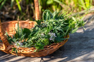 Leonurus cardiaca, motherwort, throw-wort, lion's ear, lion's tail medicinal plant in a wicker basket on a wooden table. Ingredient for cosmetology and non-traditional medicine. Blooming in summer