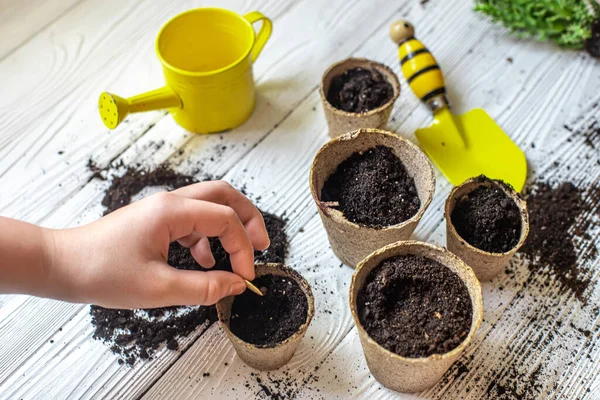 Planting seeds in spring. seeds in hand against soil in paper pots, watering can on craft paper. pots for seedlings, seed tanks for home gardening.