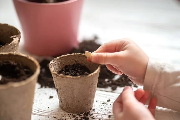 Mãos Uma Pequena Criança Plantaram Sementes Casa Sementes Abóbora Abóbora — Fotografia de Stock