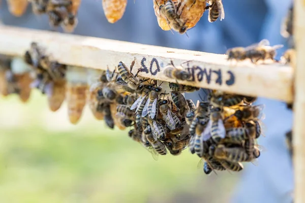 Včelařská Královna Pro Včelí Královnu Včelař Včelíně Včelami Královnami Připraven — Stock fotografie