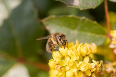 Çiçekli sarı çiçekler dekoratif çalı Mahonia aquifolium, Oregon üzümü. Güzel sarı çiçekli bahçe bitkileri ve bal arısı baharda nektar topluyor..