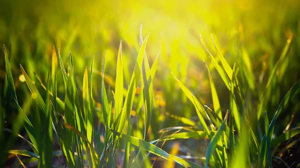 Unga Veteplantor Som Växer Fältet Svart Jord Våren Grönt Vete — Stockfoto