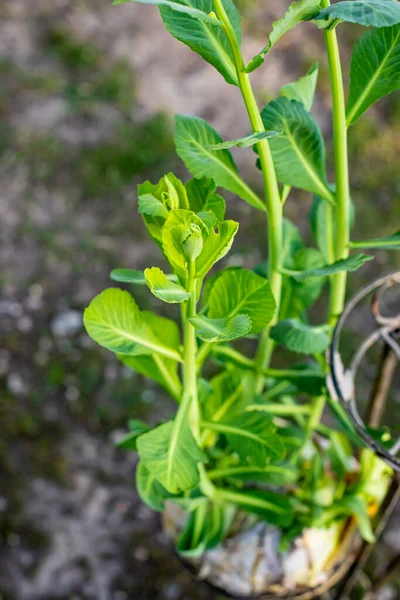 Sprouted Rotten White Cabbage Decor Natural Products Young Sprouts White — Stock Photo, Image