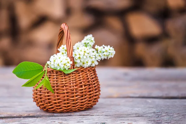 Still life of bird cherry in basket . Background for greeting card with beginning of spring, March 8 or Valentine\'s Day