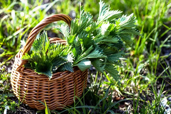 緑の草の中の新鮮なイラクサ 新鮮に収穫されたイラクサの植物とバスケット Urtica Dioica Often Called Common Nettle Stinging Nettle — ストック写真