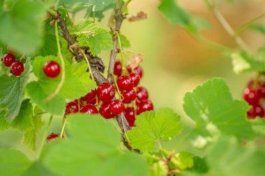 Olgun böğürtlen üzümü ya da yaprakların arasında üzümlü frenk üzümü. Çevre dostu bir sitede sağlıklı böğürtlen hasadı. Agronomi