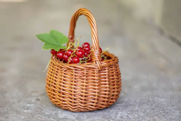 Healthy Berries Berries Redcurrant Red Currant Sunny Day Closeup Basket — Stock Photo, Image