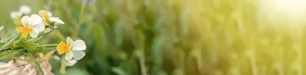 ヴィオラArvensis 白い草原の花と黄色のフィールドパンジー 開花中に薬用植物を集める 牧草地に対するウィッカーバスケットの薬草 — ストック写真