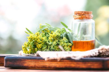 İlaç bitkisi Euphorbia esula, yaygın olarak yeşil salyangoz ya da çimenlerin üzerinde mantar mantarı olan beyaz bir şişedeki süt otunun yapraklı spreyi olarak bilinir. Euphorbia esaslı yağ aşılama, özüt, çare, taze çiçekli tentür cam şişe.