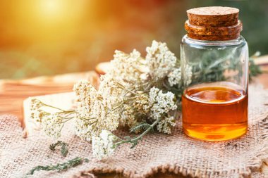 Beyaz şişede mantarlı kireç otu tentürü. Achillea Millefolium beyaz çiçekler ahşap bir kesme tahtasının üzerinde ilaç, ilaç ya da kurutma için hazır.