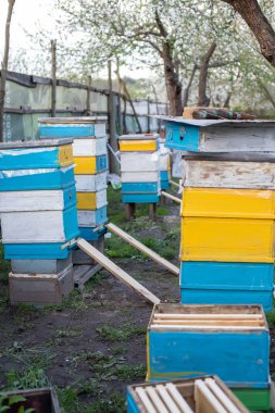 İlkbaharda çiçek bahçesindeki Apiary. Broşürlerin modernizasyonu. Düşen arıları kaldırmak için kalaslar