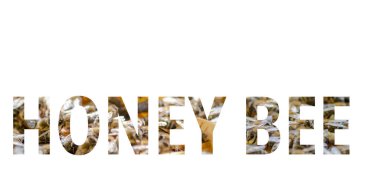 Tatlım Bee 'ye mesaj at. Arı kovanının çerçeveleri. Açık kovan gövdesinin, bal arılarının bulunduğu çerçeveleri gösteren yakın görüntüsü. Doğa, böcekler. Arıcılık,