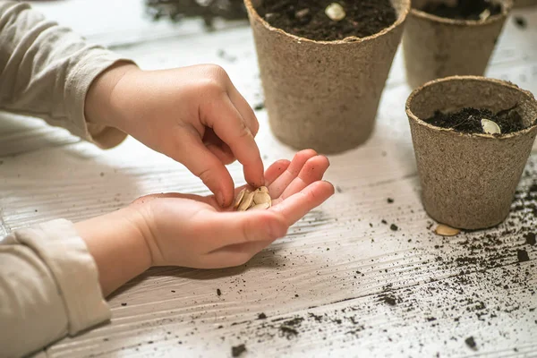 Mãos Uma Pequena Criança Plantaram Sementes Casa Sementes Abóbora Abóbora — Fotografia de Stock