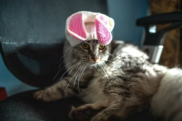 Funny Cat Easter Bunny Hat Sits Computer Chair — Stock Photo, Image