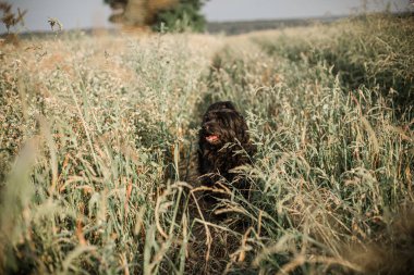Kara köpek, teriyer, karabuğday tarlasında otlarla kaplanmış. Çimen yetiştirilen işlenmemiş tarım alanları