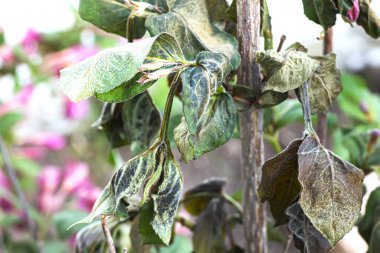 Kurumuş kızılötesi soğuktan sonra bahar bahçesinde çiçek açar. Donmuş yapraklar çiçek tarhında. Yaklaş, makro.