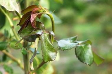 Kurumuş cilt bakımı çiçekleri bahar bahçesinde dondan sonra güller açar. Donmuş yapraklar çiçek tarhında. Yaklaş, makro.