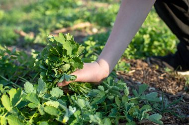 El yapımı taze Chelidonium Majus, Celandine, Meme otu, Kırlangıç otu veya tetterwort çiçeği. Çevre dostu orman bölgesinde şifalı bitkiler toplayın.