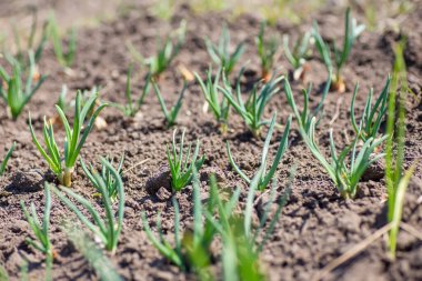 Sığ alan derinliğinde soğan filizi. organik tarım doğa kavramında.