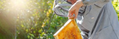 Arıcı arıları çerçeveden siler, arı ailesini birleştirir ve kraliçe hücreleri arı kovanına yerleştirir. Arıcılık. Arıcı gri koruyucu kostüm arı kovanlarını kontrol eder, çerçevelerle ilgilenir.