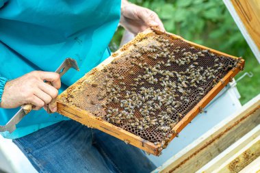 Arı yetiştiricisi kovanın çerçevesini çıkarıyor. Bal peteğinde bir sürü arı var. Arılar taze ve sağlıklı üretirler, tatlım. Arıcılık konsepti
