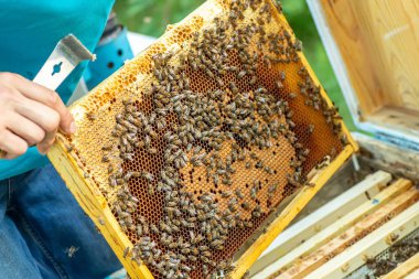 Arılar bal peteğinde, arka planda. Arılı bal hücresi. Apiculture. Apiary. Tahta arı kovanı ve arılar. Arıcılık ve bal üretim imajı