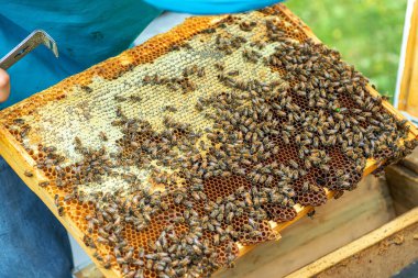 Arılar bal peteğinde, arka planda. Arılı bal hücresi. Apiculture. Apiary. Tahta arı kovanı ve arılar. Arıcılık ve bal üretim imajı