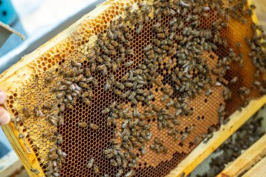 Arılar bal peteğinde, arka planda. Arılı bal hücresi. Apiculture. Apiary. Tahta arı kovanı ve arılar. Arı kovanında bal arıları, kovan çerçeveleri, üst manzara. Yumuşak odak