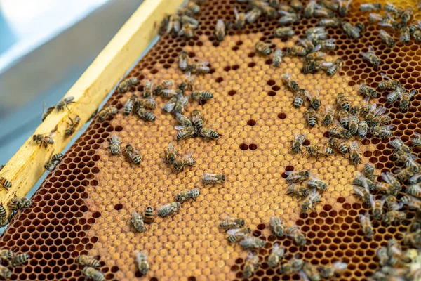Пчелиный Улей Сотах Пчелы Производят Свежий Здоровый Мед Концепция Пчеловодства — стоковое фото