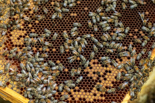 Včely Voštinách Pozadí Medová Buňka Včelami Včelařství Apiary Včelí Včelami — Stock fotografie