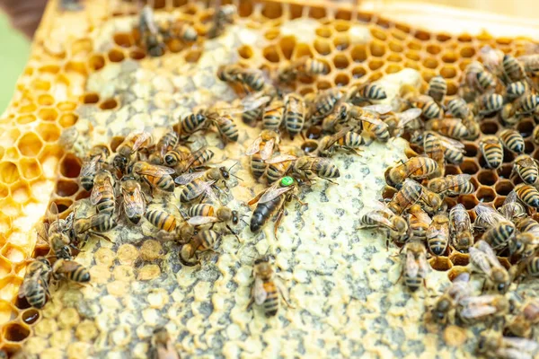 Reine Tribale Abeille Sur Cadre Avec Couvain Scellé Reine Abeille — Photo