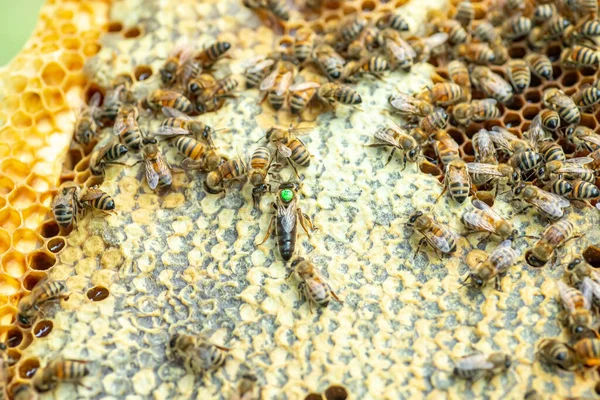 Королева Племени Пчела Раме Запечатанным Выводком Королева Пчел Зеленой Этикеткой — стоковое фото