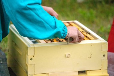 Arı yetiştiricisi arılarla ve arı kovanlarıyla çalışıyor. Arılar bal peteğinde. Arı kovanının çerçeveleri. Arıcılık. - Tatlım. Sağlıklı yiyecekler. Doğal ürünler