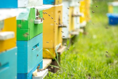 Uçan arılara yaklaş. Yeşil çayır üzerinde bir kaç tahta renkli bal arısı kovanına sahip bir yaz arısı. Arı çiftliği. Beekiping konsepti