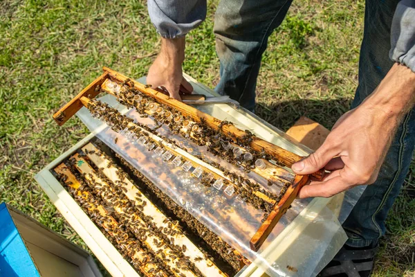 Apiary Queen Bees Ready Out Breeding Bee Queens Royal Jelly — Stock Photo, Image
