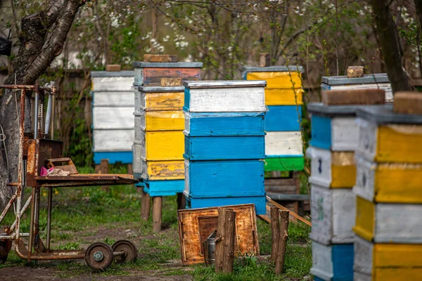 Floreciente Jardín Con Colmenar Las Abejas Brotan Bajo Los Árboles —  Fotos de Stock