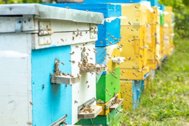 Uçan arılara yaklaş. Yeşil çayır üzerinde bir kaç tahta renkli bal arısı kovanına sahip bir yaz arısı. Arı çiftliği. Beekiping konsepti