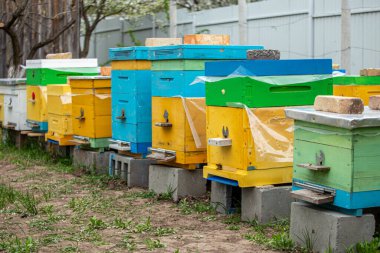 Yazın renkli ahşap ve plastik kovan. Apiary avluda duruyor. Soğuk hava ve arı kovanda oturuyor..
