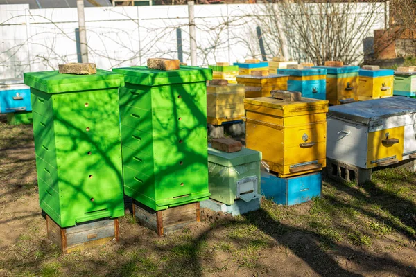 Colmenar Abejas Patio Una Casa Rural Casas Miel Abejas Las — Foto de Stock