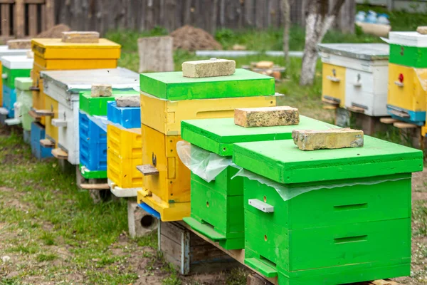 Ruches Colorées Bois Plastique Été Apiary Debout Dans Cour Froid — Photo