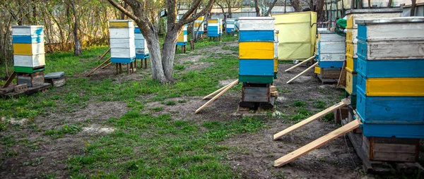 Aparadores Cerca Entrada Colmena Para Ayudar Las Abejas Caídas Entrar —  Fotos de Stock