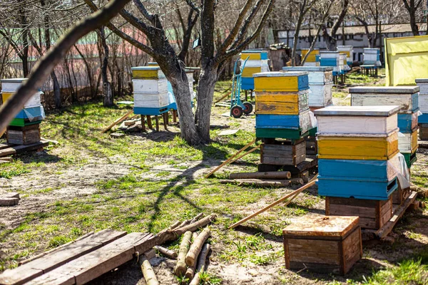 Aparadores Cerca Entrada Colmena Para Ayudar Las Abejas Caídas Entrar —  Fotos de Stock