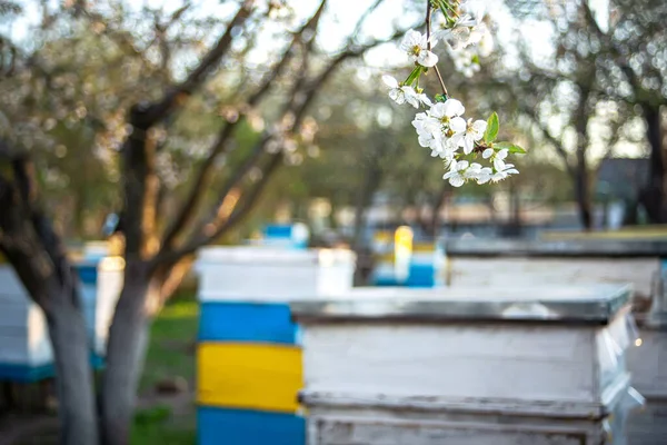 Kvetoucí Zahrada Včelínem Včely Pramení Pod Kvetoucími Stromy Jabloní Červené — Stock fotografie