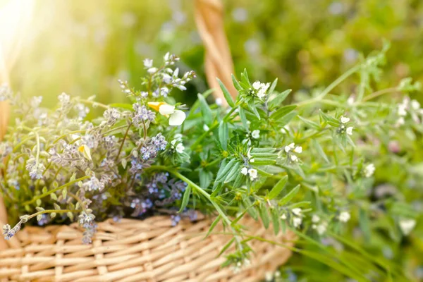 bouquet of medicinal plants in basket. Fumaria officinalis, Myosotis stricta, Ranunculus repens collected for the preparation of potions and infusions of medicinal herbs in the summer during flowering, Soft focus