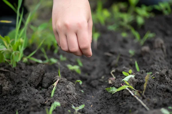 Planting seeds in spring. seeds in hand against soil in paper pots, watering can on craft paper. pots for seedlings, seed tanks for home gardening.